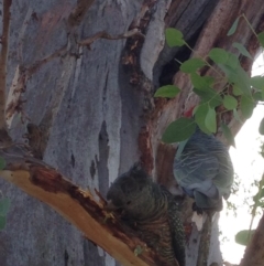 Callocephalon fimbriatum at Hughes, ACT - suppressed