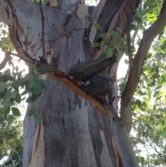 Callocephalon fimbriatum at Hughes, ACT - suppressed