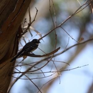 Rhipidura albiscapa at Deakin, ACT - 8 Mar 2019