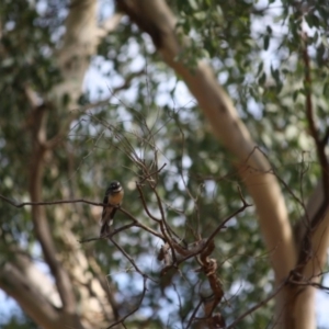 Rhipidura albiscapa at Deakin, ACT - 8 Mar 2019 01:00 PM