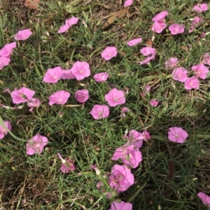 Convolvulus angustissimus subsp. angustissimus at Deakin, ACT - 10 Mar 2019 01:35 PM