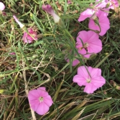 Convolvulus angustissimus subsp. angustissimus at Deakin, ACT - 10 Mar 2019 01:35 PM