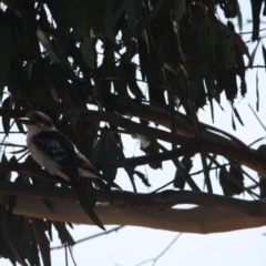 Dacelo novaeguineae (Laughing Kookaburra) at Hughes, ACT - 8 Mar 2019 by LisaH