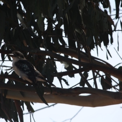 Dacelo novaeguineae (Laughing Kookaburra) at Federal Golf Course - 8 Mar 2019 by LisaH