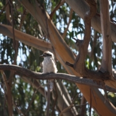 Dacelo novaeguineae at Hughes, ACT - 8 Mar 2019 01:00 PM