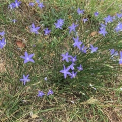 Wahlenbergia sp. at Deakin, ACT - 11 Mar 2019 05:32 PM