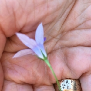 Wahlenbergia sp. at Deakin, ACT - 11 Mar 2019