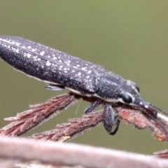 Rhinotia edentula (A belid weevil) at Majura, ACT - 26 Jan 2019 by jb2602