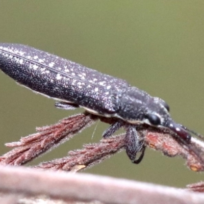 Rhinotia edentula (A belid weevil) at Majura, ACT - 26 Jan 2019 by jb2602