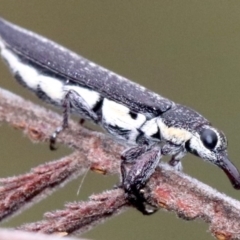 Rhinotia edentula at Majura, ACT - 27 Jan 2019