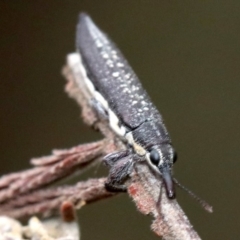 Rhinotia edentula at Majura, ACT - 27 Jan 2019