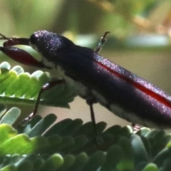 Rhinotia phoenicoptera (Belid weevil) at Paddys River, ACT - 21 Feb 2019 by jbromilow50