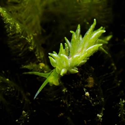 Placida dendritica (A micromollusk) at The Blue Pool, Bermagui - 5 Mar 2019 by JackBreedon