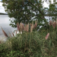 Cortaderia selloana (Pampas Grass) at Acton, ACT - 10 Mar 2019 by RWPurdie