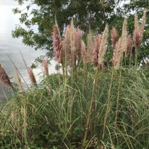 Cortaderia selloana at Acton, ACT - 10 Mar 2019