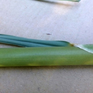 Cortaderia selloana at Acton, ACT - 10 Mar 2019