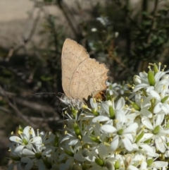 Paralucia pyrodiscus (Fiery Copper) at Theodore, ACT - 1 Jan 2019 by Owen