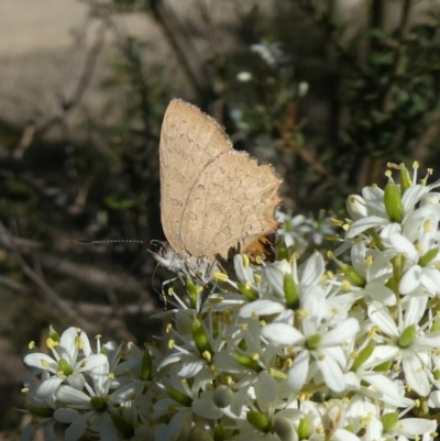 Paralucia pyrodiscus (Fiery Copper) at Theodore, ACT - 1 Jan 2019 by Owen