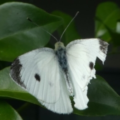 Pieris rapae (Cabbage White) at Kambah, ACT - 8 Mar 2019 by HarveyPerkins