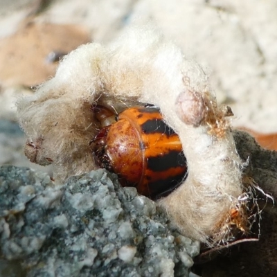 Metura elongatus (Saunders' case moth) at Kambah, ACT - 8 Mar 2019 by HarveyPerkins