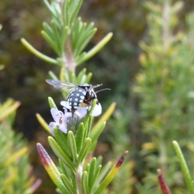 Thyreus caeruleopunctatus (Chequered cuckoo bee) at Wanniassa, ACT - 10 Mar 2019 by Jenjen