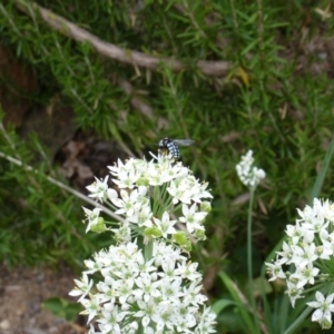 Thyreus caeruleopunctatus at Wanniassa, ACT - 10 Mar 2019