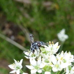 Thyreus caeruleopunctatus at Wanniassa, ACT - 10 Mar 2019