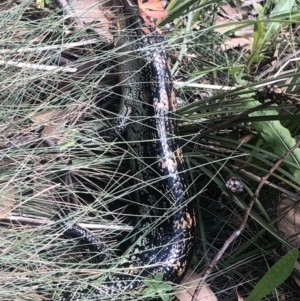 Tiliqua nigrolutea at Cotter River, ACT - 10 Mar 2019 01:49 PM