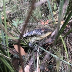 Tiliqua nigrolutea at Cotter River, ACT - 10 Mar 2019 01:49 PM