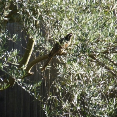 Eudynamys orientalis (Pacific Koel) at Wanniassa, ACT - 3 Mar 2019 by Jenjen