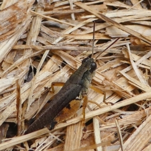 Phaulacridium vittatum at Kambah, ACT - 9 Mar 2019