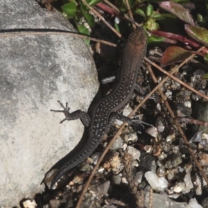 Carlia tetradactyla at Paddys River, ACT - 10 Mar 2019