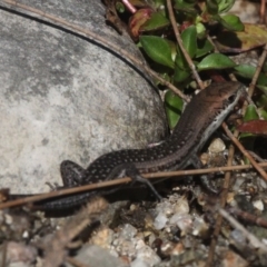 Carlia tetradactyla at Paddys River, ACT - 10 Mar 2019 10:00 AM