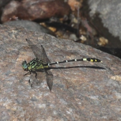 Austrogomphus cornutus (Unicorn Hunter) at Paddys River, ACT - 10 Mar 2019 by HarveyPerkins