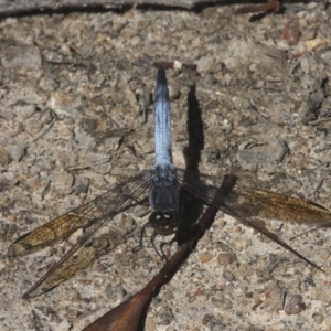 Orthetrum caledonicum at Paddys River, ACT - 10 Mar 2019 11:10 AM