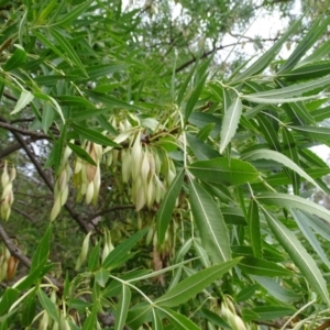 Fraxinus sp. at Isaacs, ACT - 10 Mar 2019