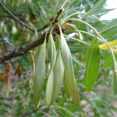 Fraxinus sp. at Isaacs, ACT - 10 Mar 2019