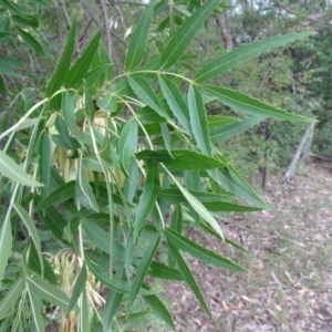 Fraxinus sp. at Isaacs, ACT - 10 Mar 2019