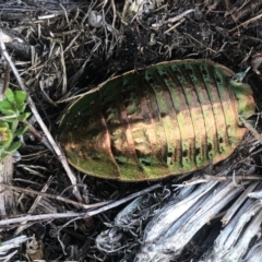 Polyzosteria viridissima (Alpine Metallic Cockroach) at Cotter River, ACT - 10 Mar 2019 by ChrisM