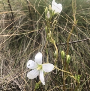 Gentianella sp. at Cotter River, ACT - 10 Mar 2019 03:09 PM