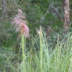 Cortaderia sp. (Pampas Grass) at Jerrabomberra, ACT - 10 Mar 2019 by Mike