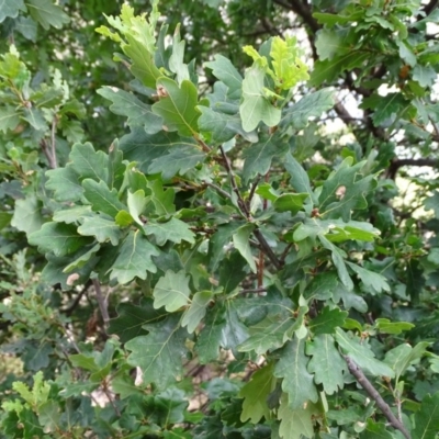 Quercus robur (English Oak) at Isaacs Ridge - 10 Mar 2019 by Mike