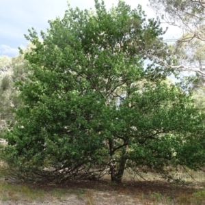 Quercus robur at Isaacs Ridge - 10 Mar 2019 05:42 PM