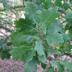 Quercus robur at Isaacs Ridge - 10 Mar 2019 05:42 PM