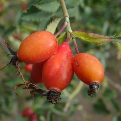 Rosa canina (Dog Rose) at Isaacs Ridge - 10 Mar 2019 by Mike