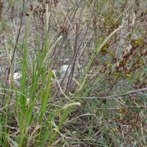 Setaria sp. at Jerrabomberra, ACT - 10 Mar 2019