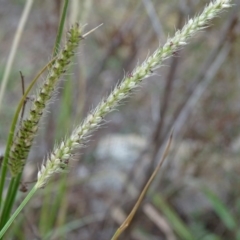 Setaria sp. at Jerrabomberra, ACT - 10 Mar 2019 05:57 PM