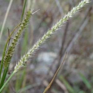 Setaria sp. at Jerrabomberra, ACT - 10 Mar 2019 05:57 PM