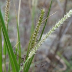 Setaria sp. at Jerrabomberra, ACT - 10 Mar 2019 05:57 PM