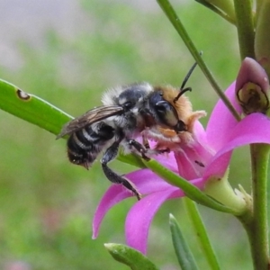 Megachile (Eutricharaea) maculariformis at Acton, ACT - 5 Mar 2019